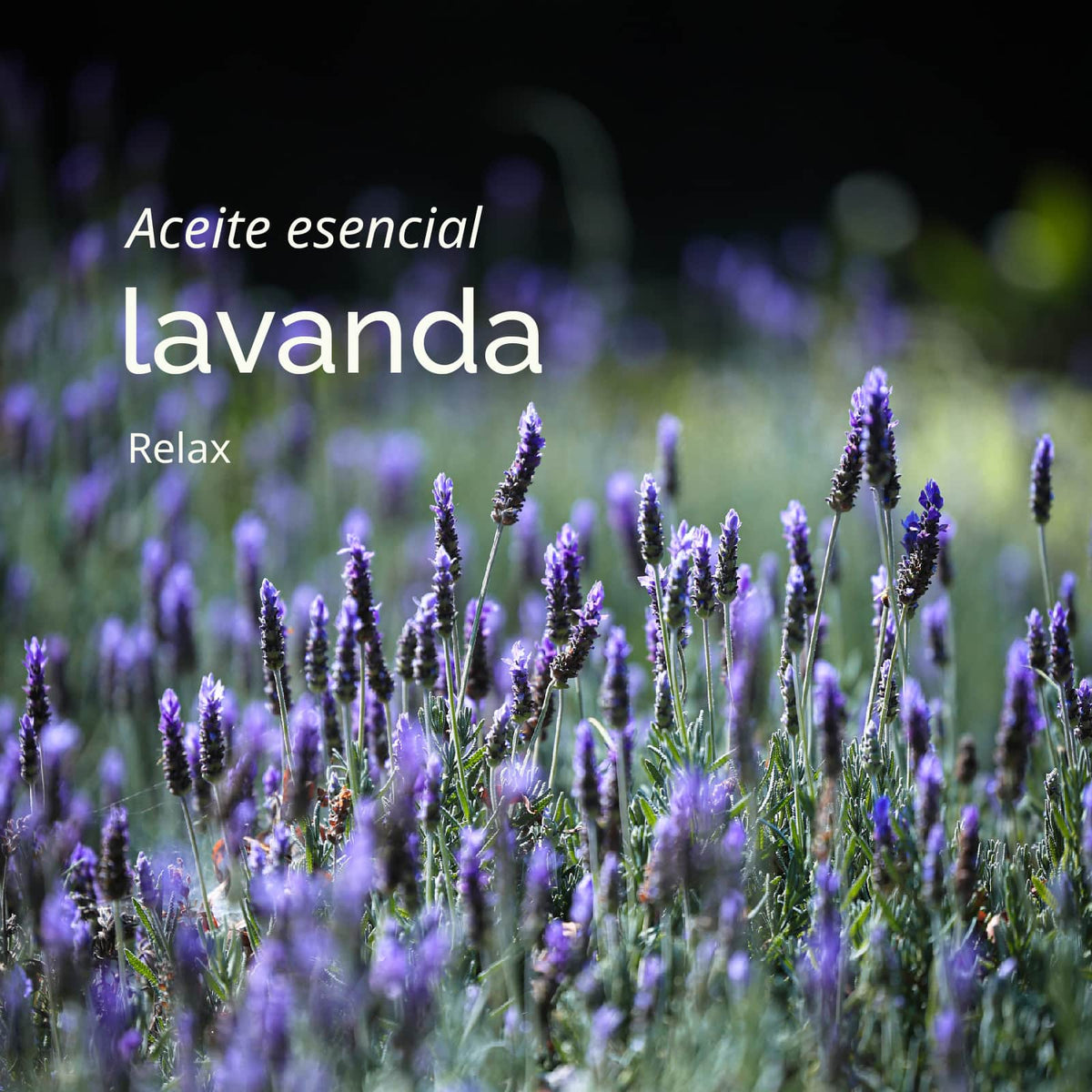 Desodorante Natural LAVANDA