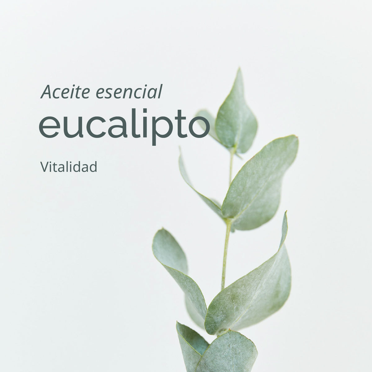 Desodorante Natural EUCALIPTO